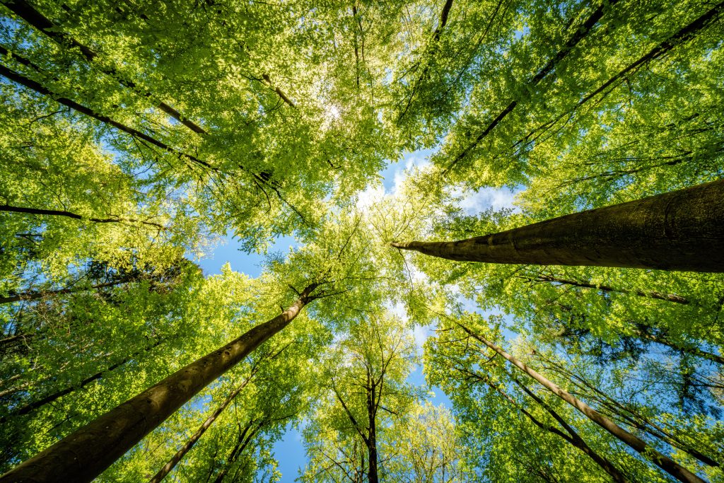 A view of the sky through trees looking up.