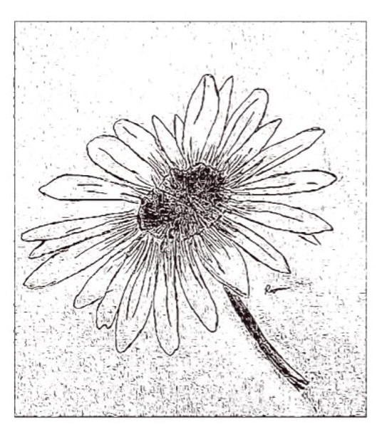 Line drawing of a daisy flower