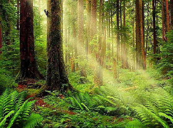 A forest with trees and ferns in the foreground.