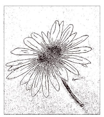 A black and white image of a flower.